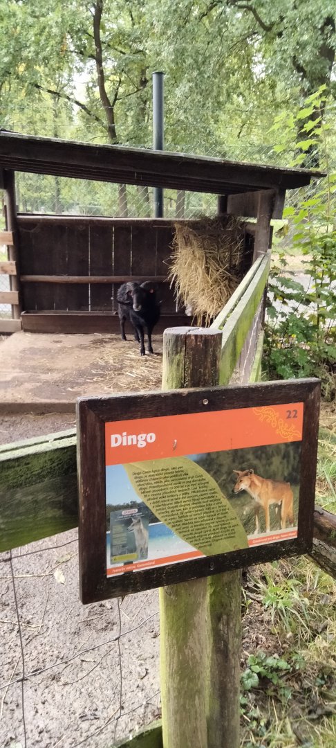 A very weird looking dingo...