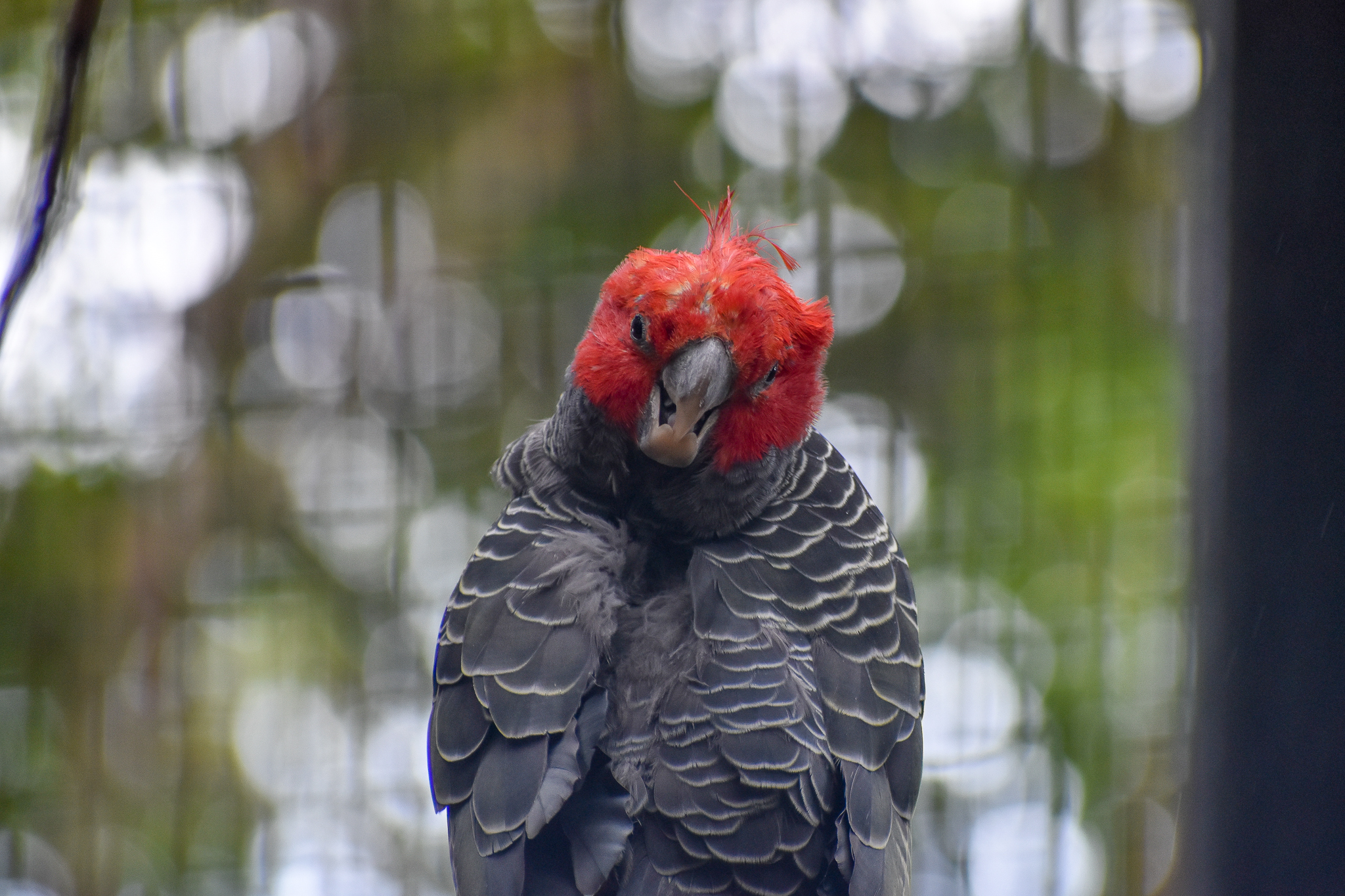 A very wet Gang-gang Cockatoo