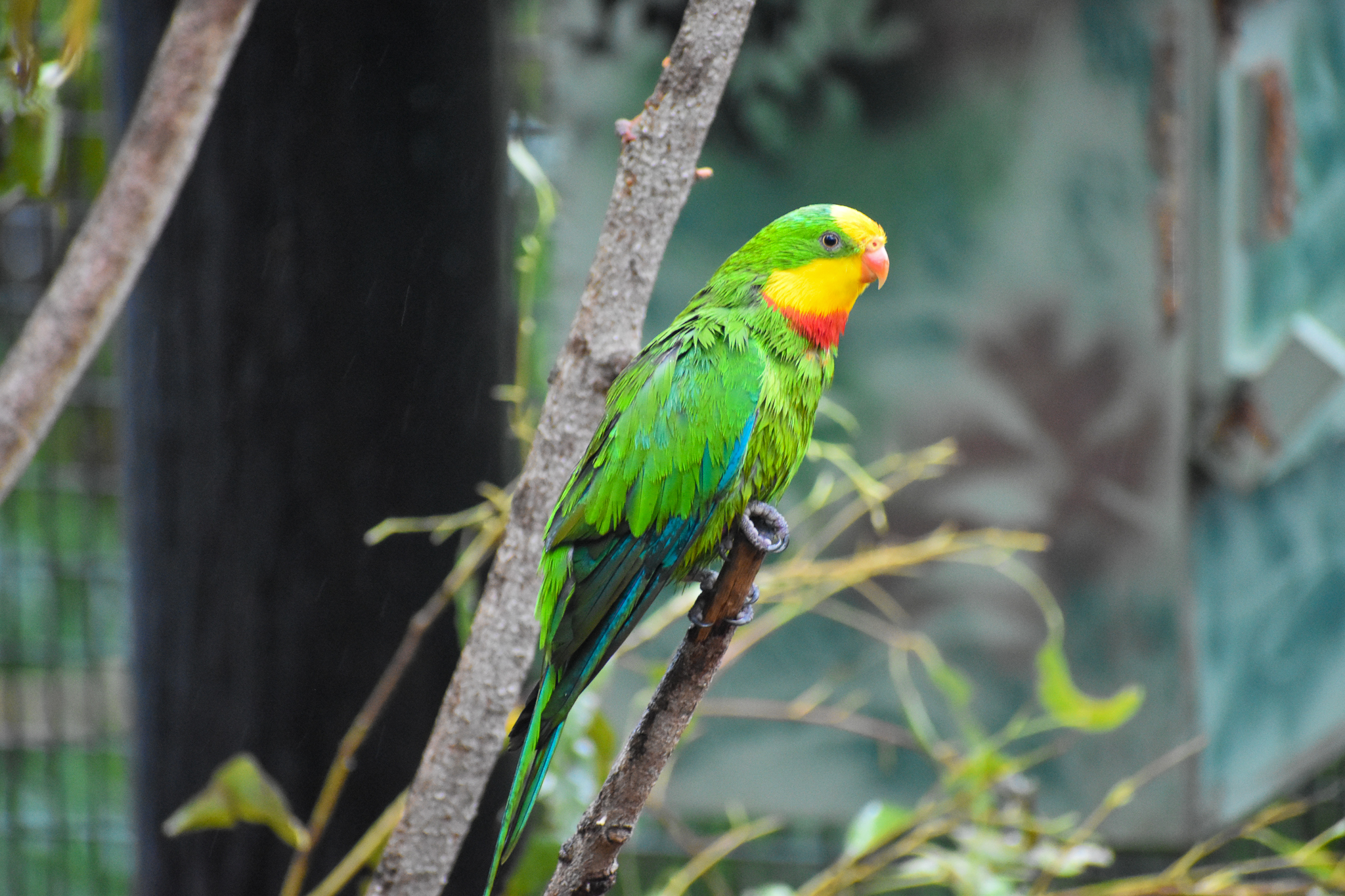 A very wet Superb Parrot