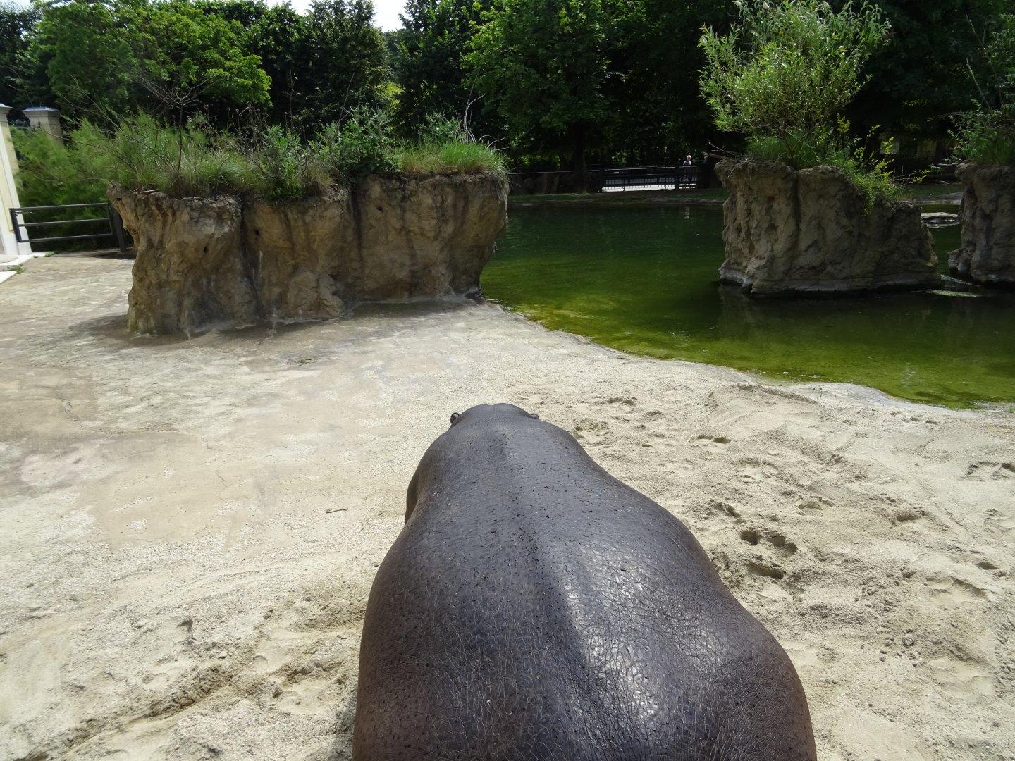 A view from the rear of a hippo