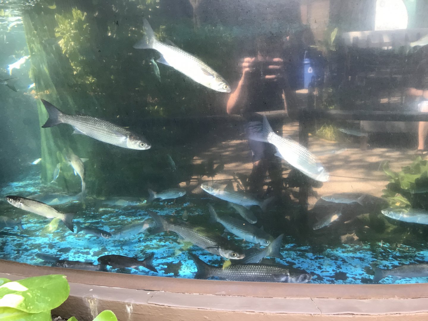 A view into the mullet tank