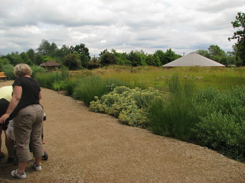 A viewing point into the Bactrian camel pen