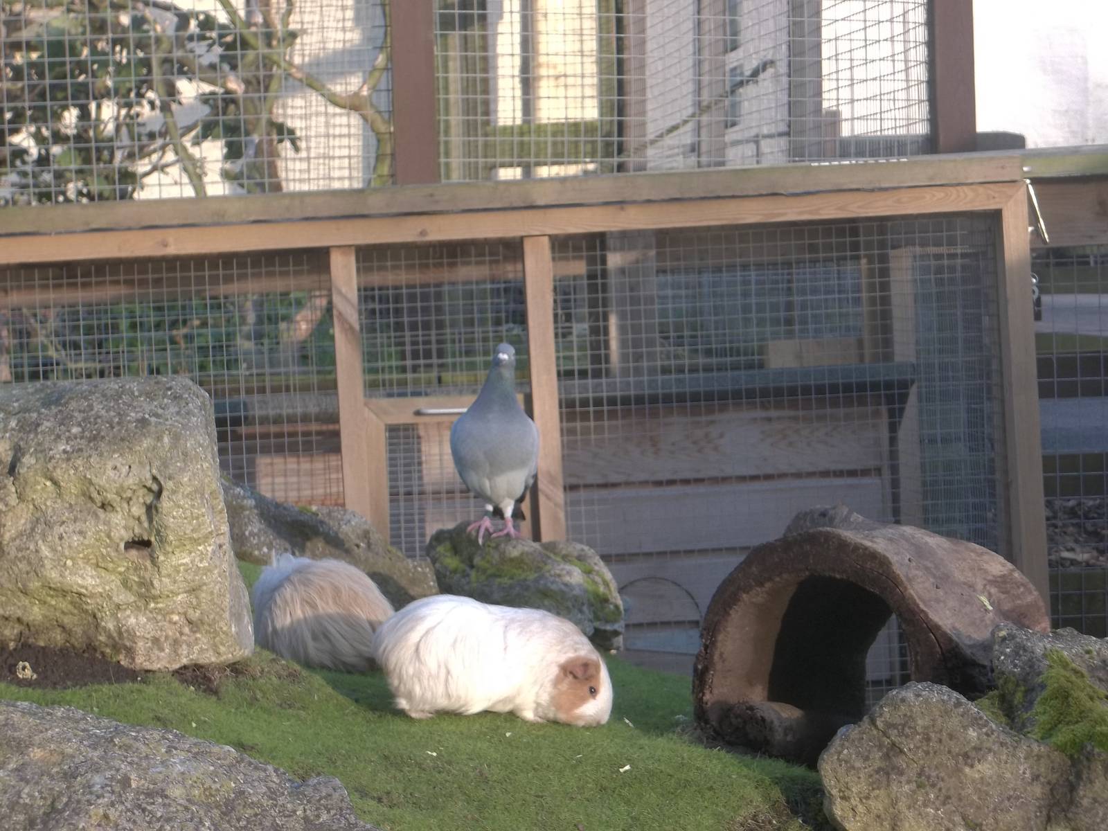 A visitor joins the Cavy Country residents, 9th November 2014