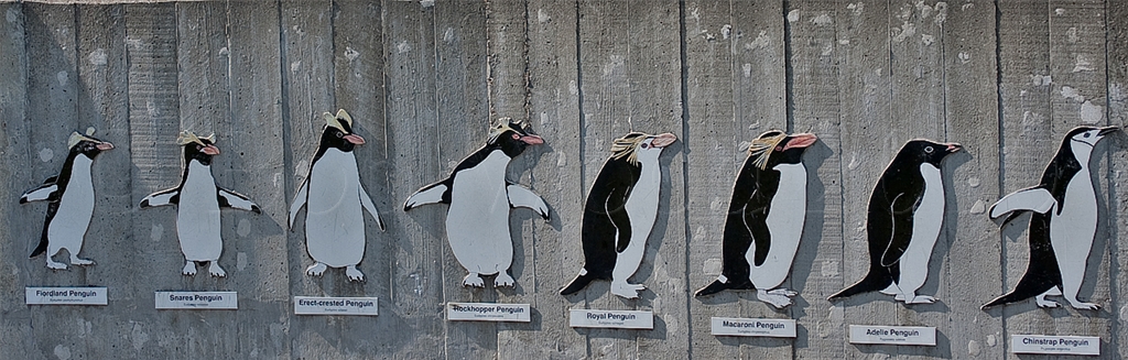 A Waddle of Penguins!