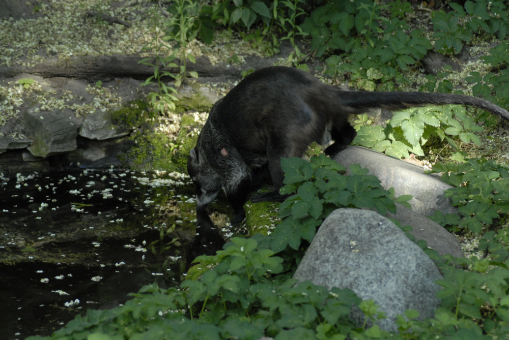 A washing bear of different sort - Berlin Zoo 2022