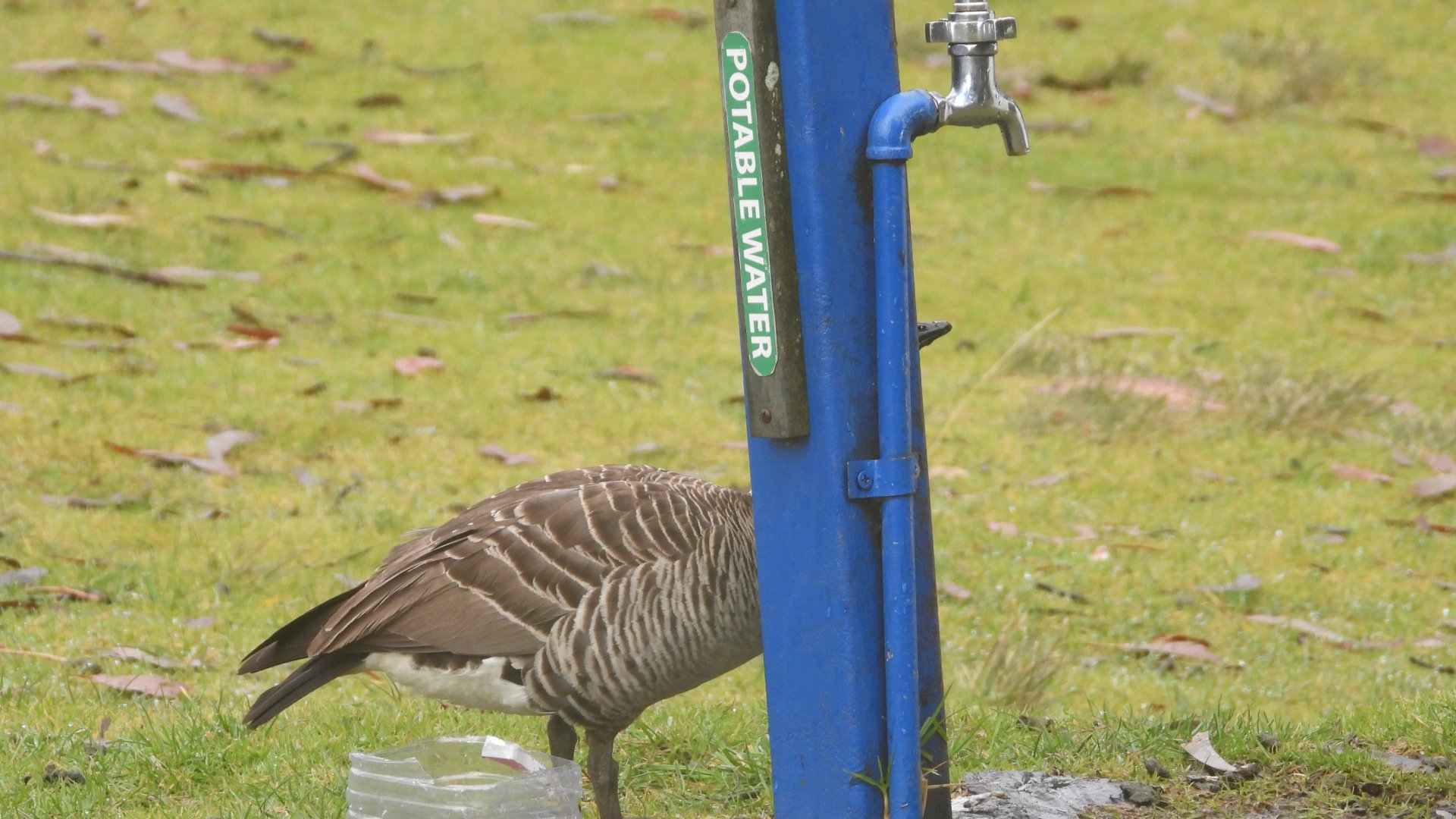 A water pump with absolutely no birds in sight (Haleakalā National Park)