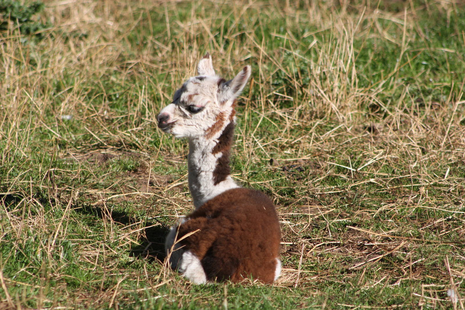 A week old already, 31st August 2014