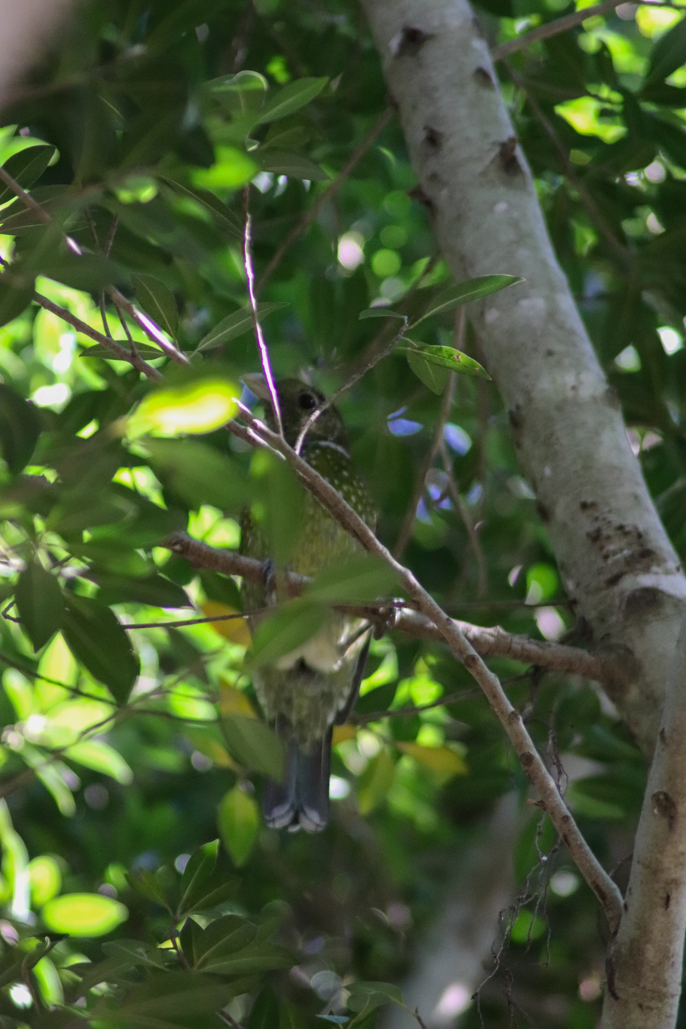 A Well-Camouflaged Green Catbird (Ailuroedus crassirostris) - Wild