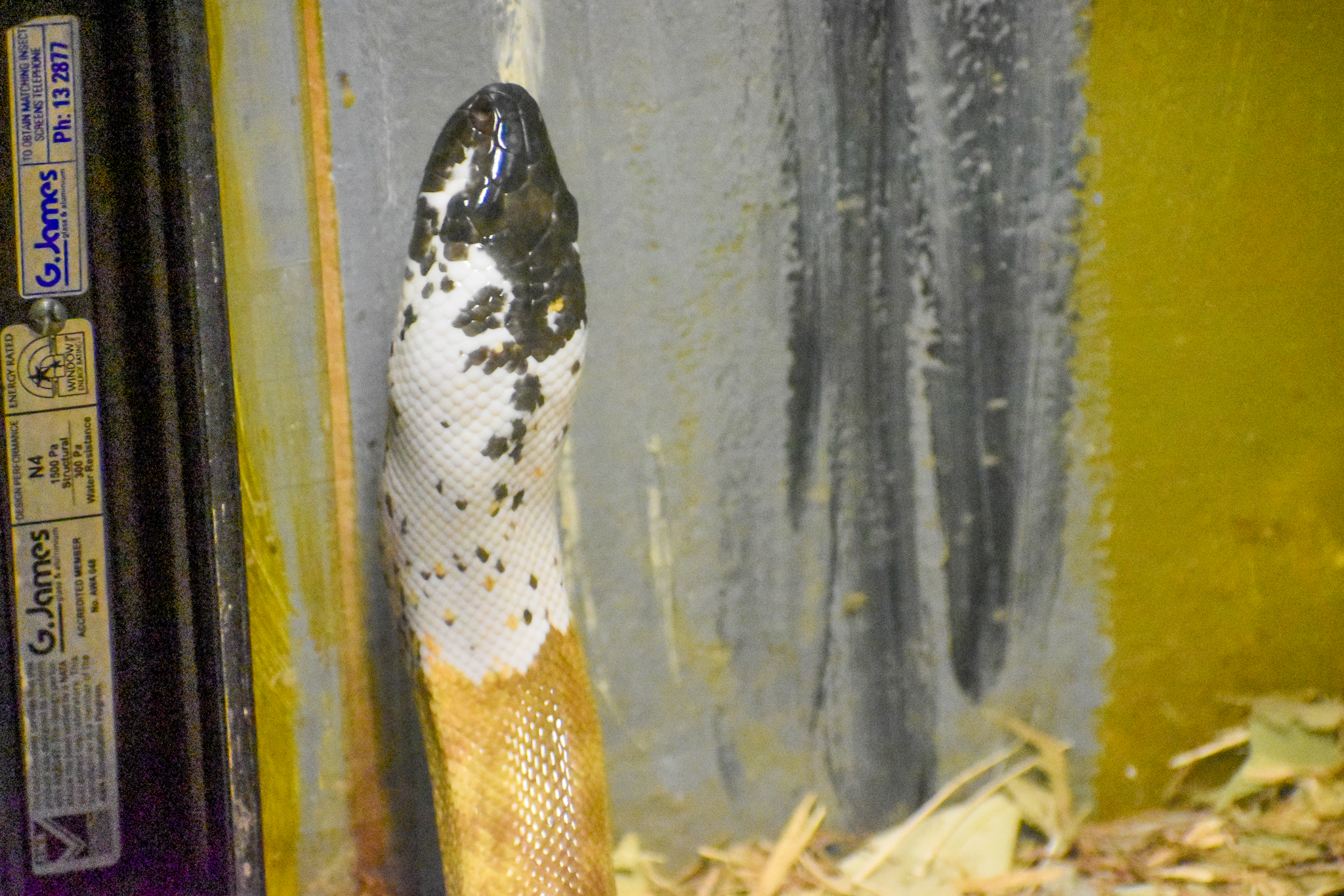 A White-headed Black-headed Python!