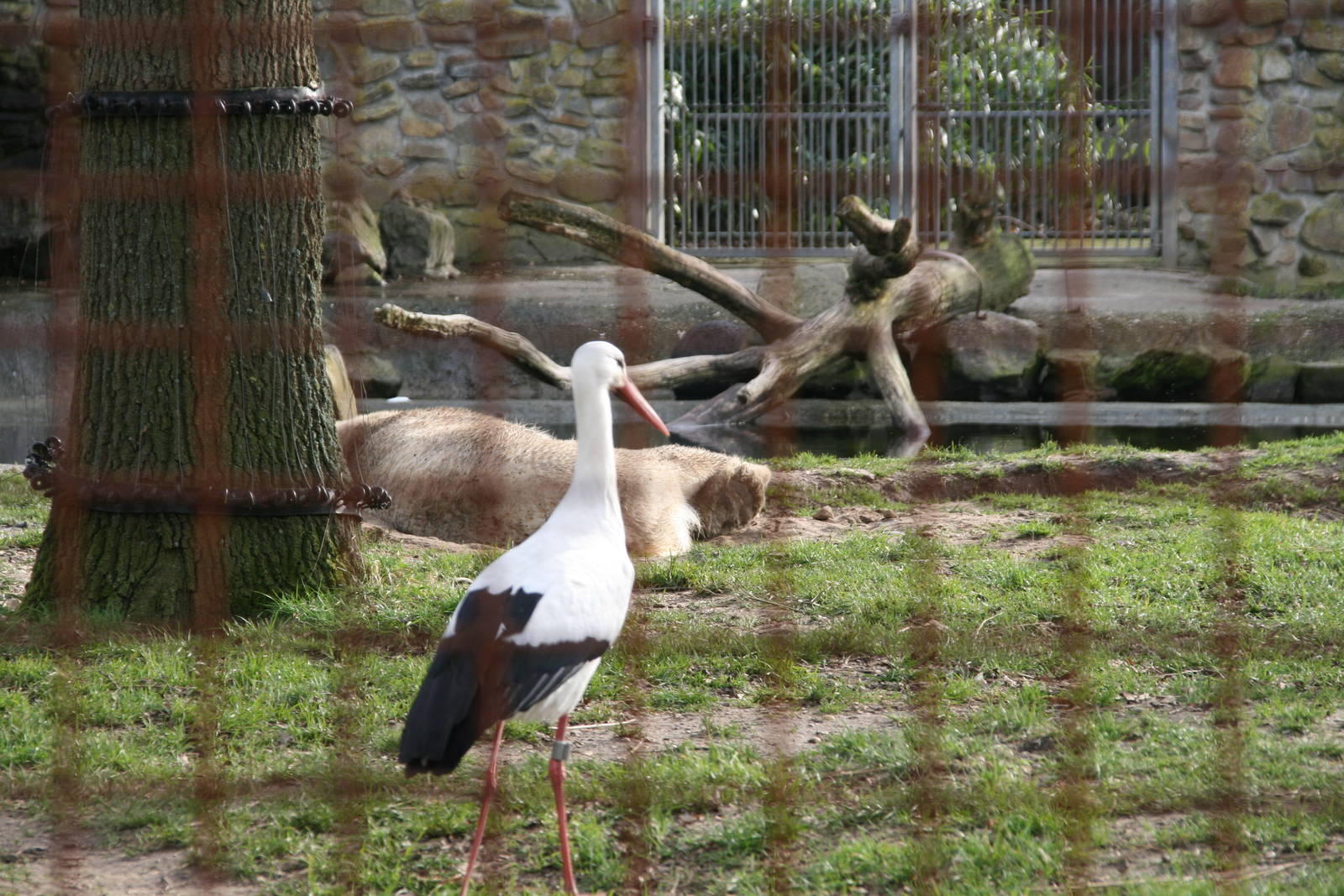 a White Stork in the polar bear exhibit