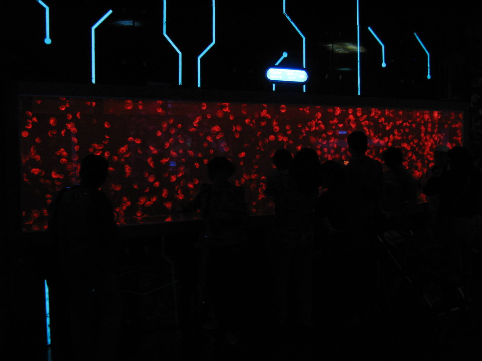 a whole lot of jellyfish!!