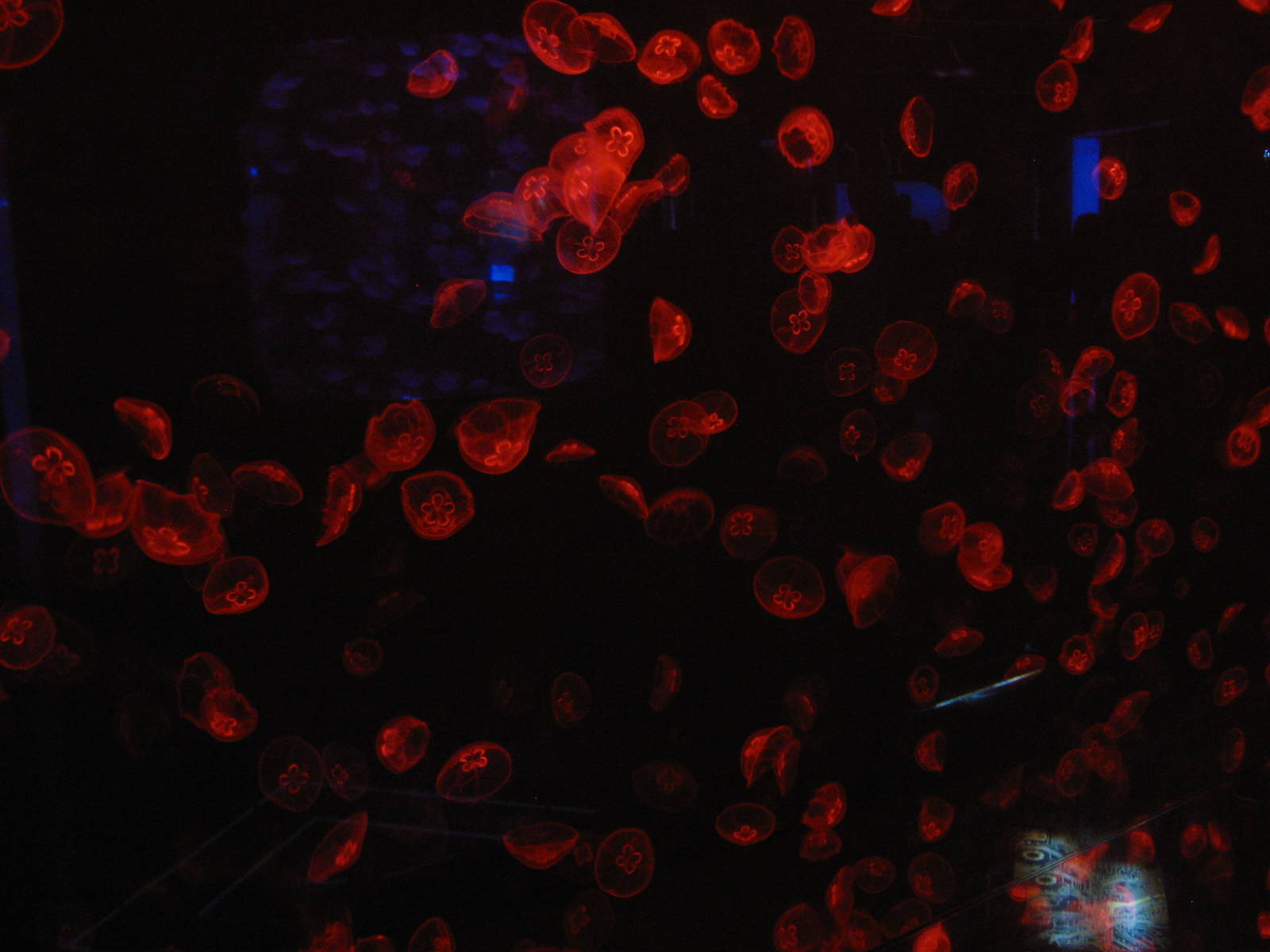 a whole lot of jellyfish!!