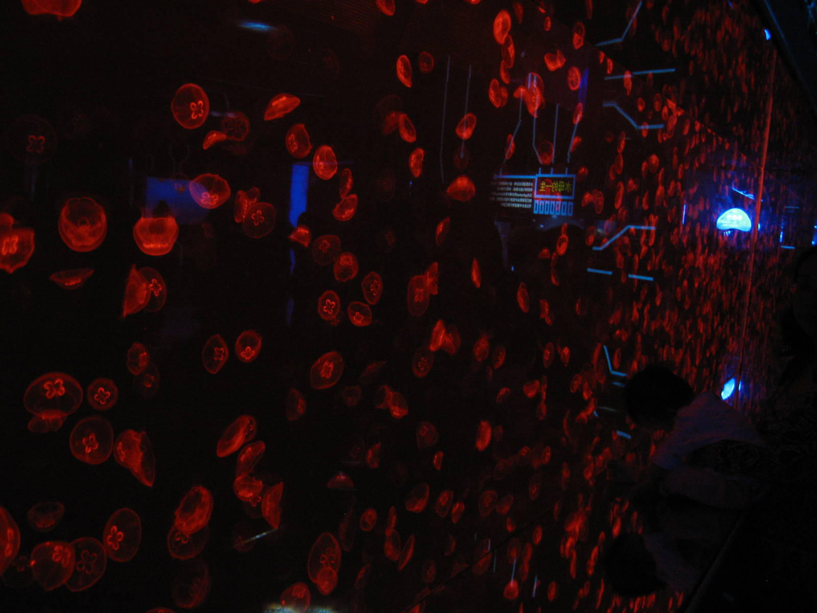 a whole lot of jellyfish!!