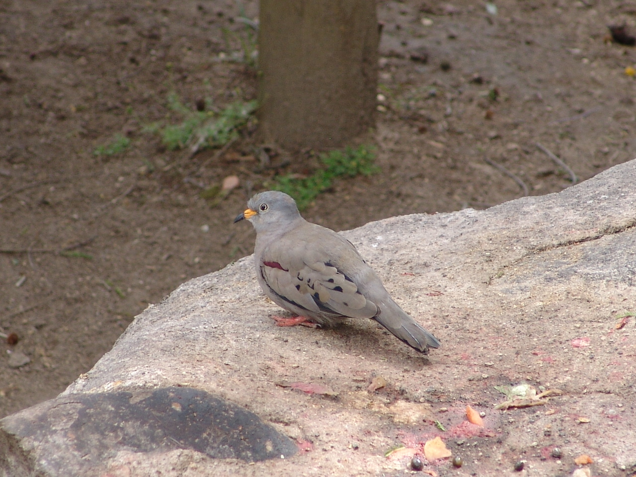 A wild Croaking Ground Dove (Columbina cruziana)