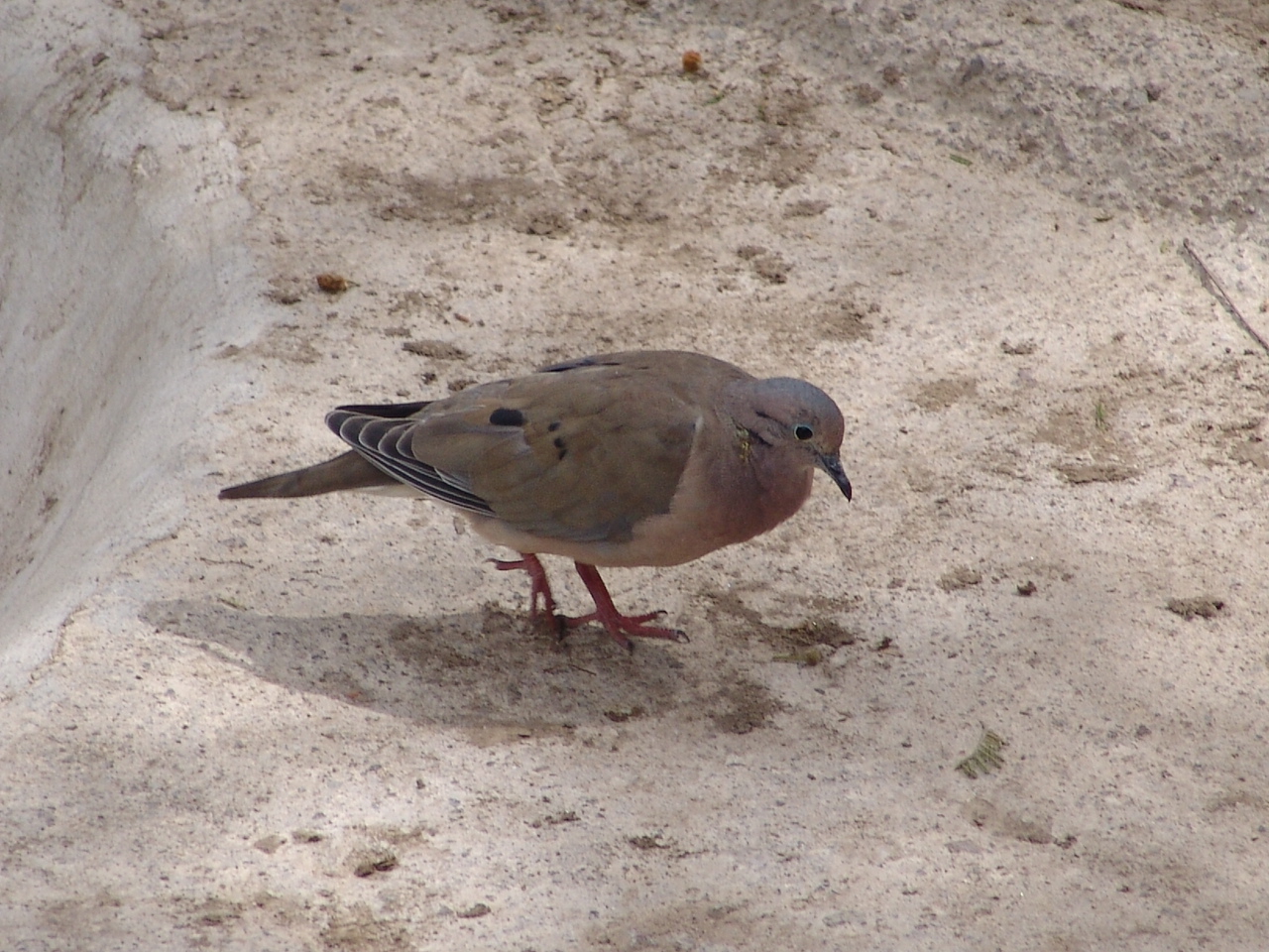 A wild Eared Dove (Zenaida auriculata)