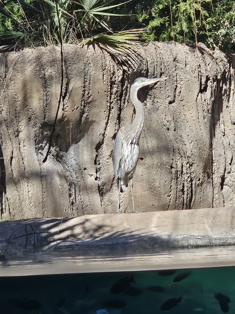 A wild great blue heron