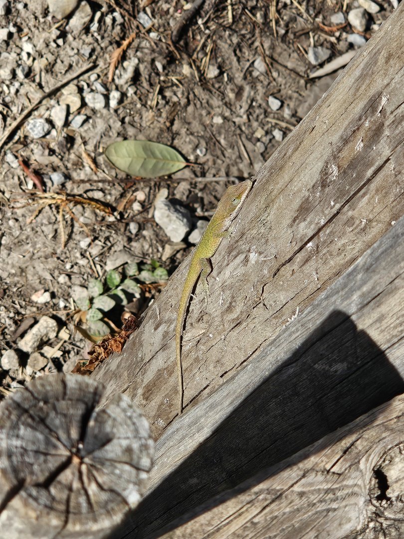 A wild green anole appears