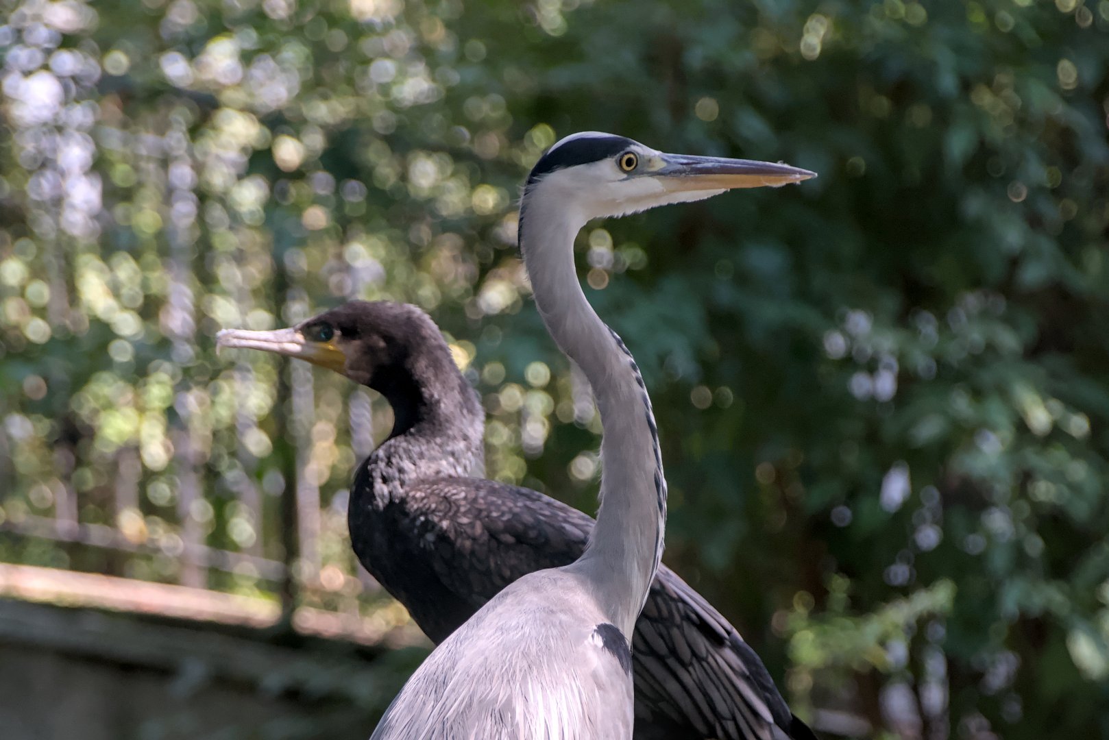 A wild grey heron with a resident great cormorant