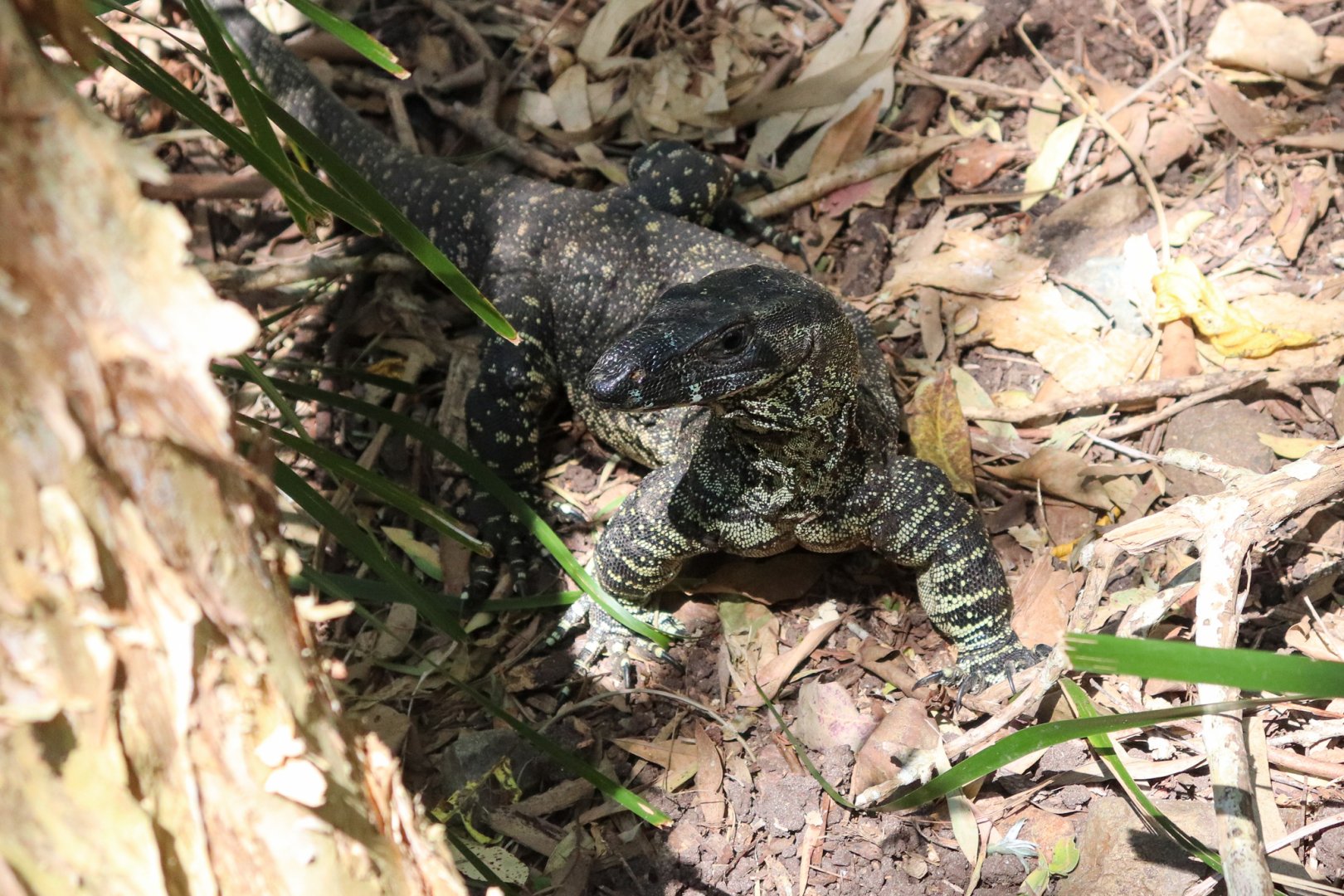 A Wild Lace Monitor!