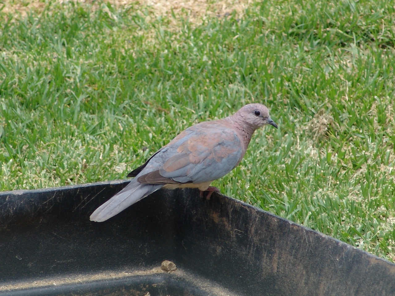 A wild Laughing Dove (Stigmatopelia senegalensis)