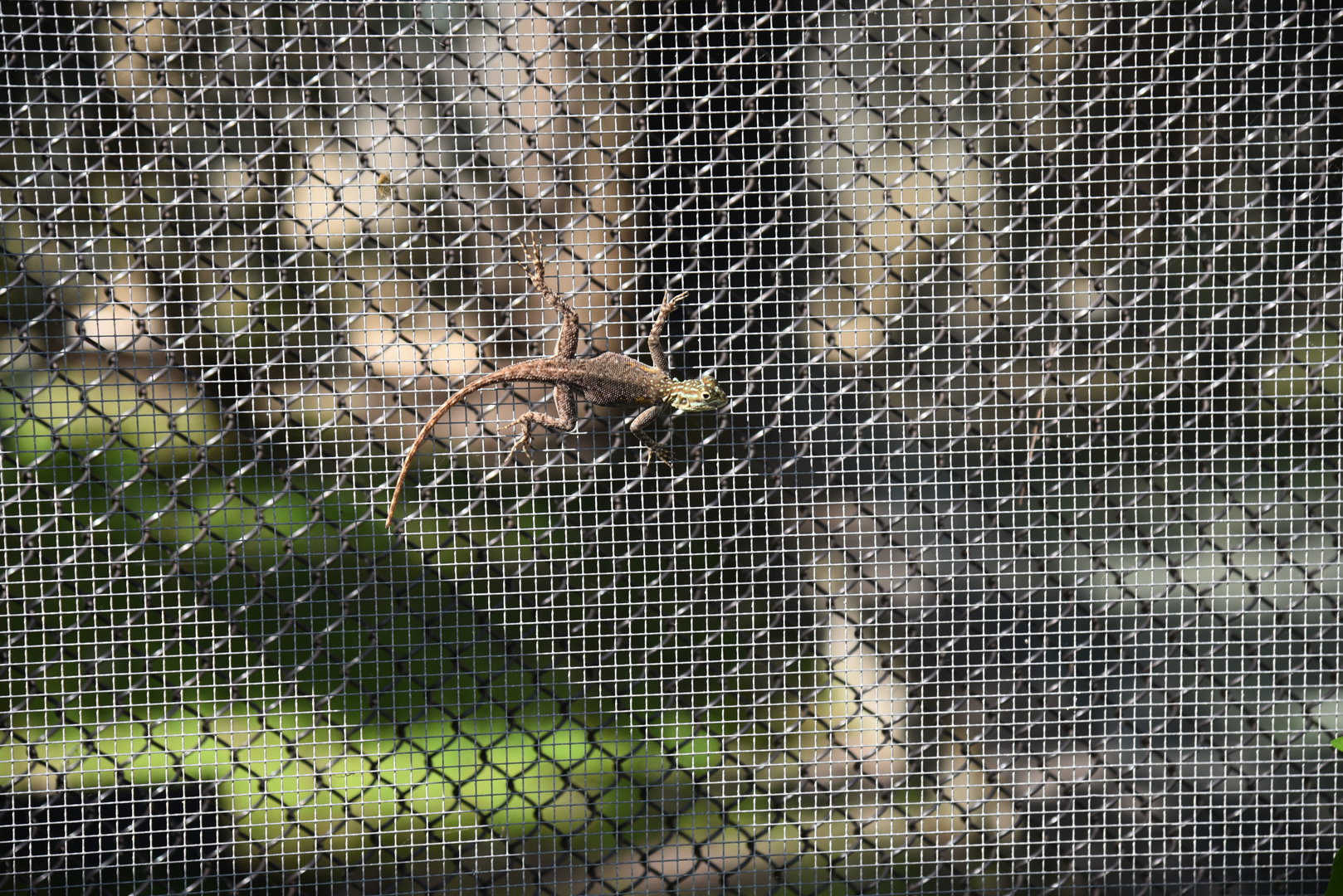 A Wild Lizard (He is not contained)