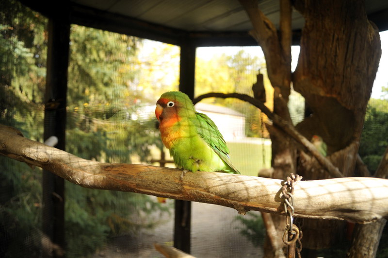 A wild mix at Twin Vally Zoo