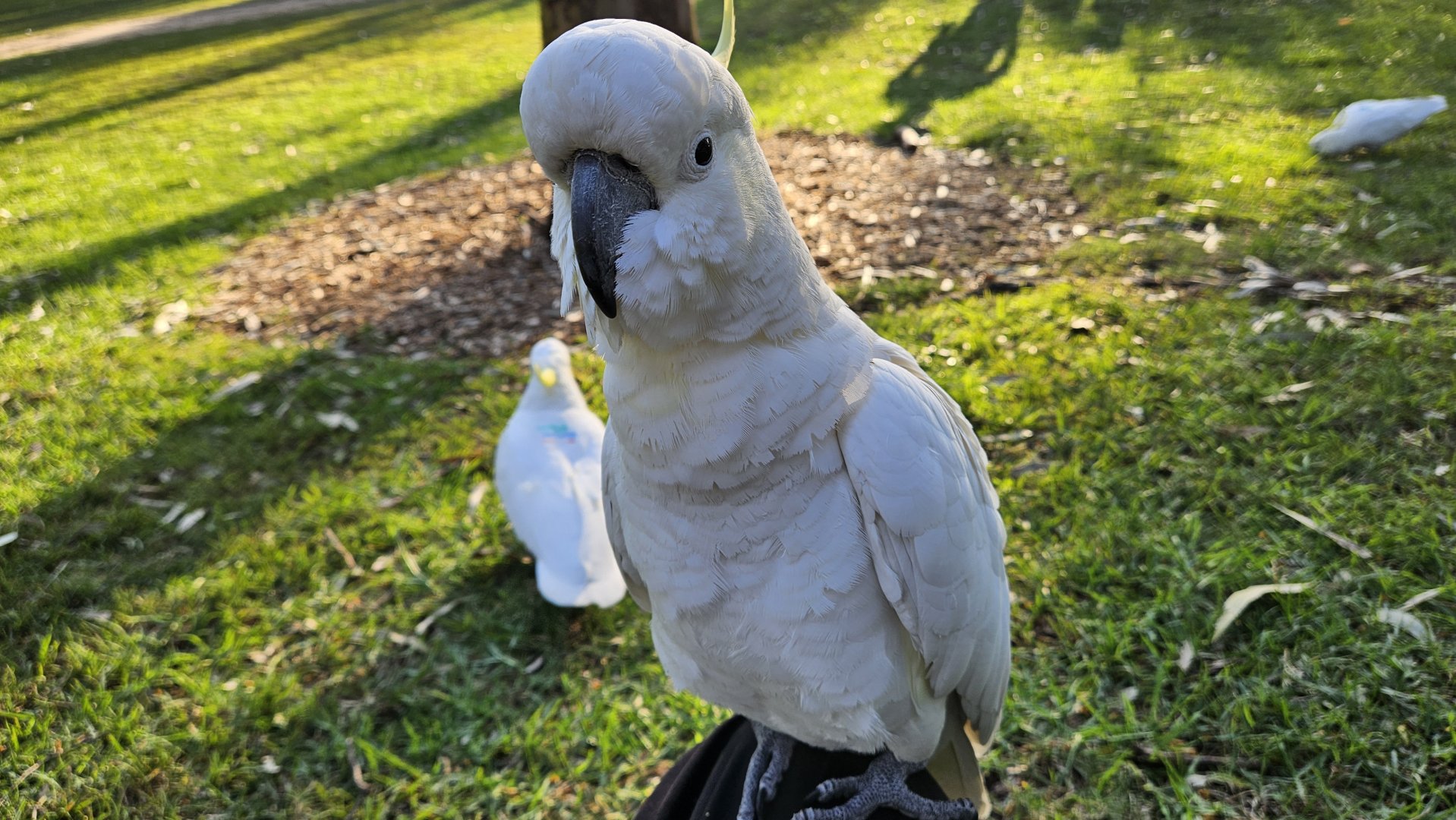 a wild Sulphur-crested cockatoo