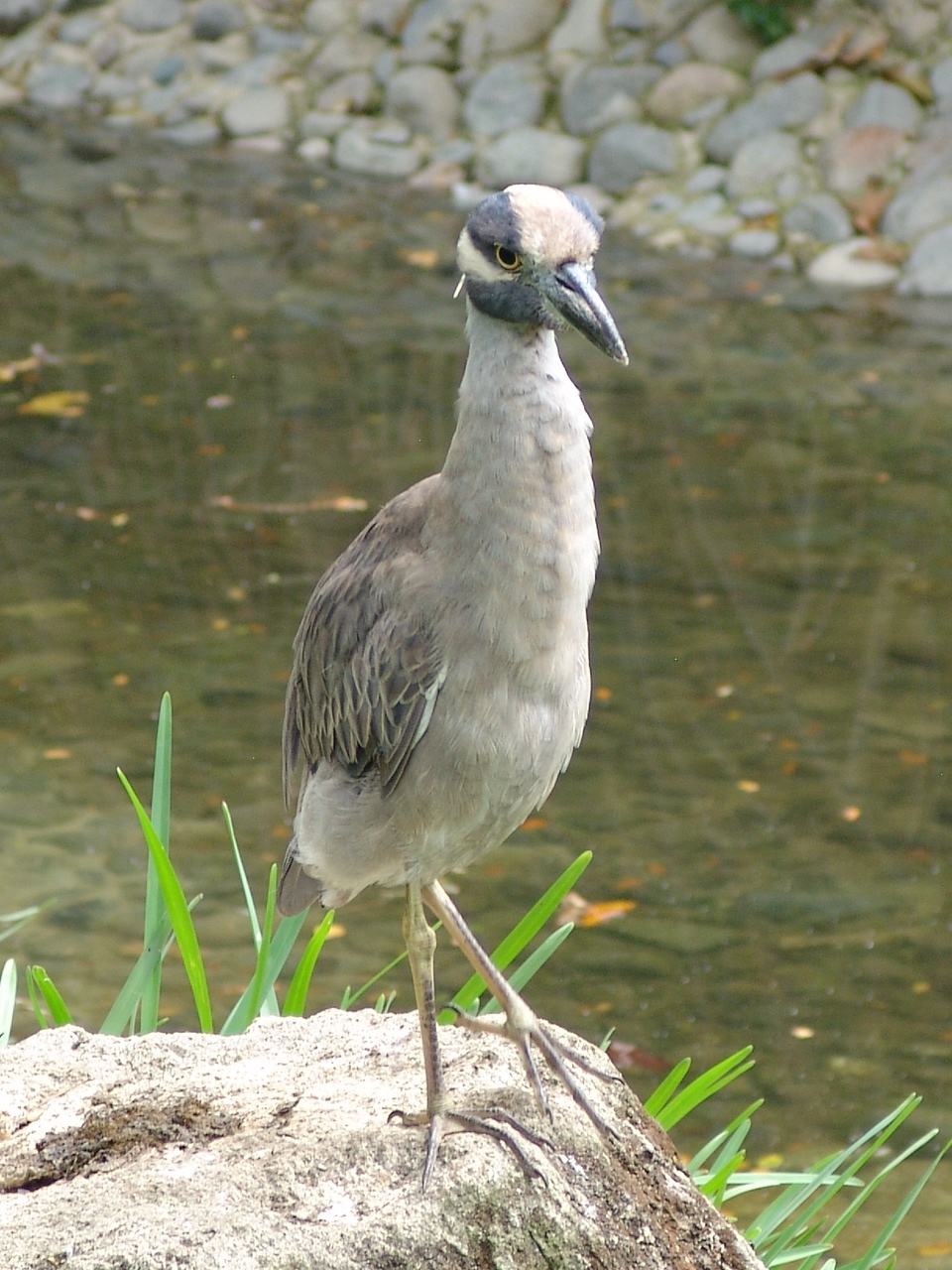 A wild Yellow-crowned Night Heron (Nyctanassa violacea)