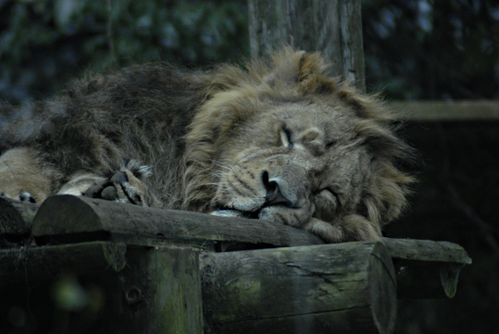 A wimaweh, a wimaweh, a wimaweh, a wimaweh... - Clifton Zoo 2022