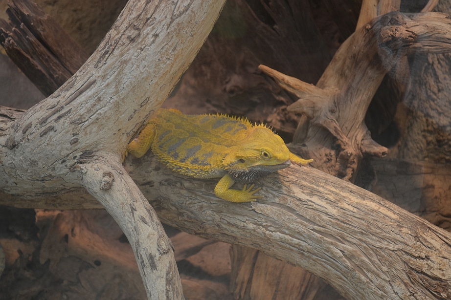 A yellow lizzard