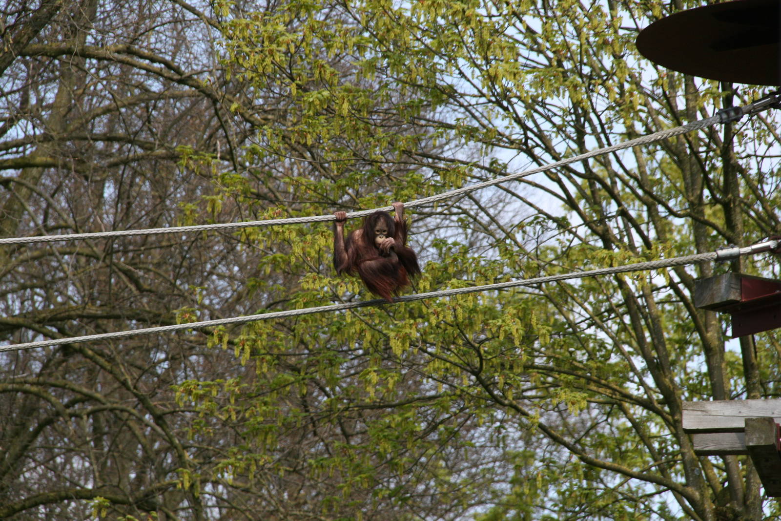a young Bornean orangutan
