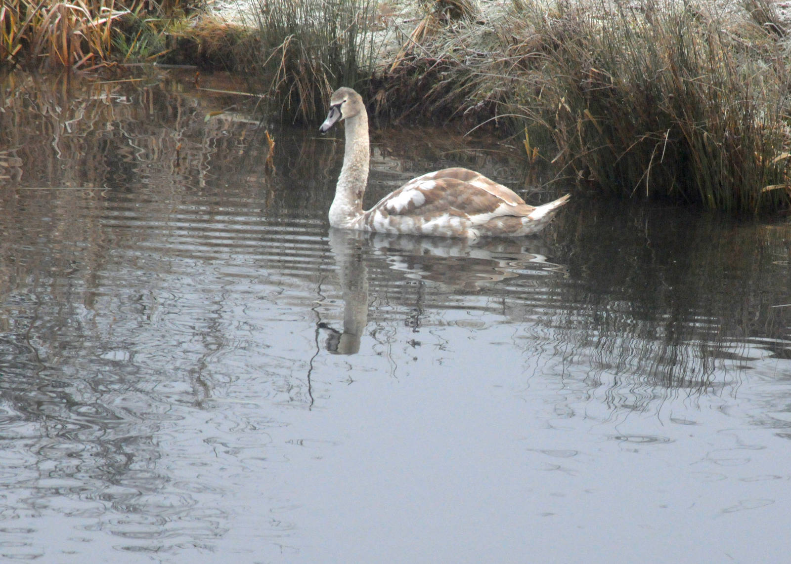 A young Mute Swan