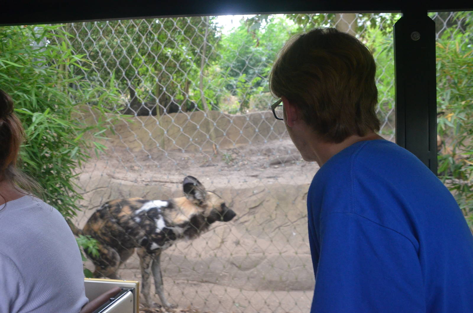 A Zoochatter Not Seeing a Jackal at Colchester, 13/08/16