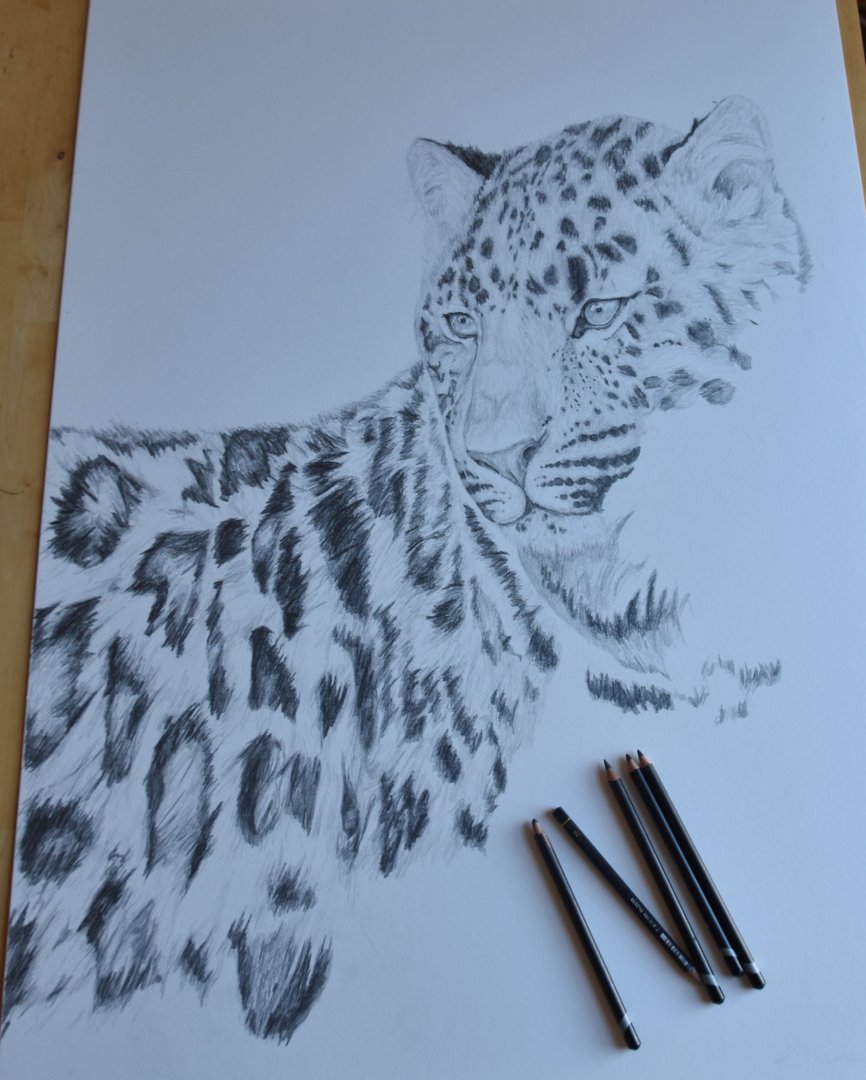 A1 Drawing Amur leopard still in progress