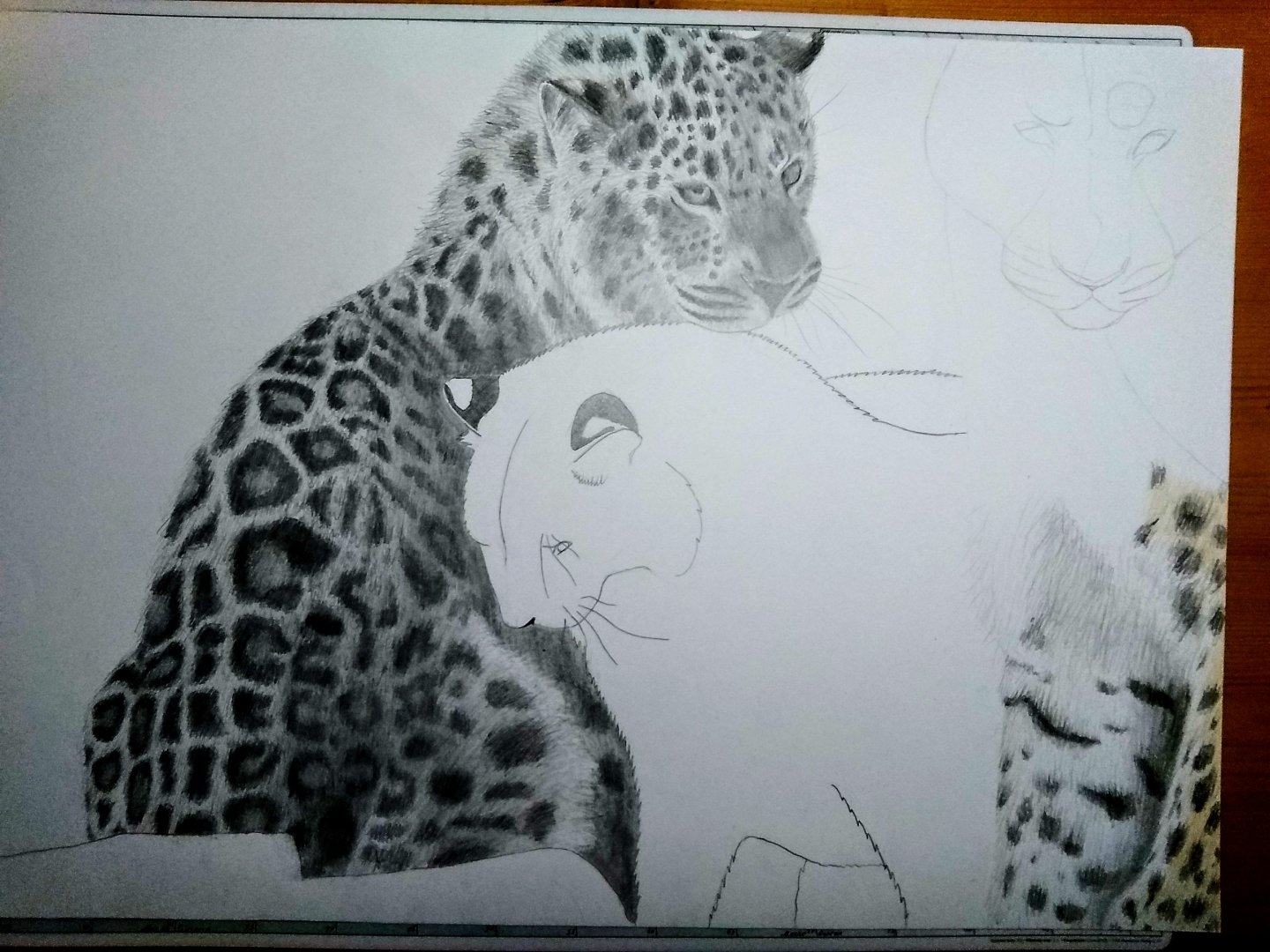 A2 Amur leopards drawing in progress