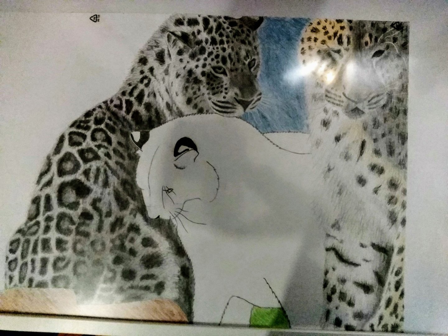 A2 Amur leopards drawing is ready!