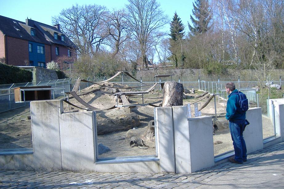 Aachen meerkats