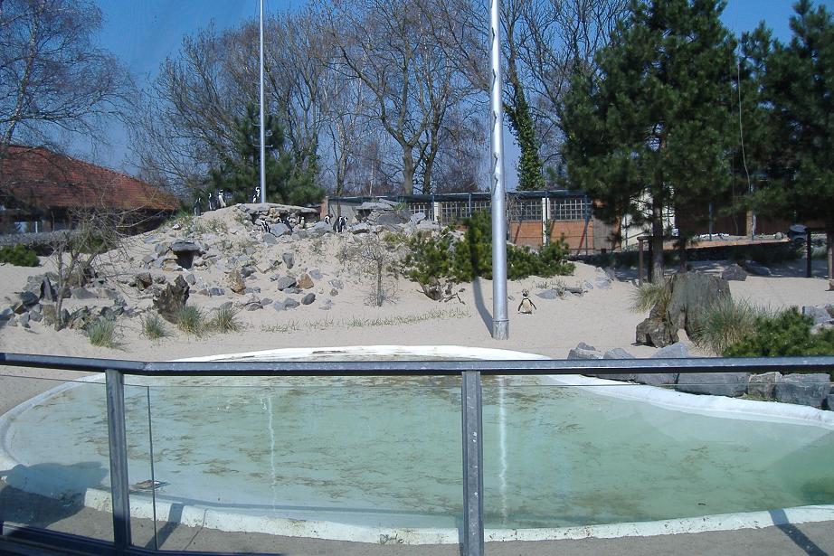 Aachen penguin pool