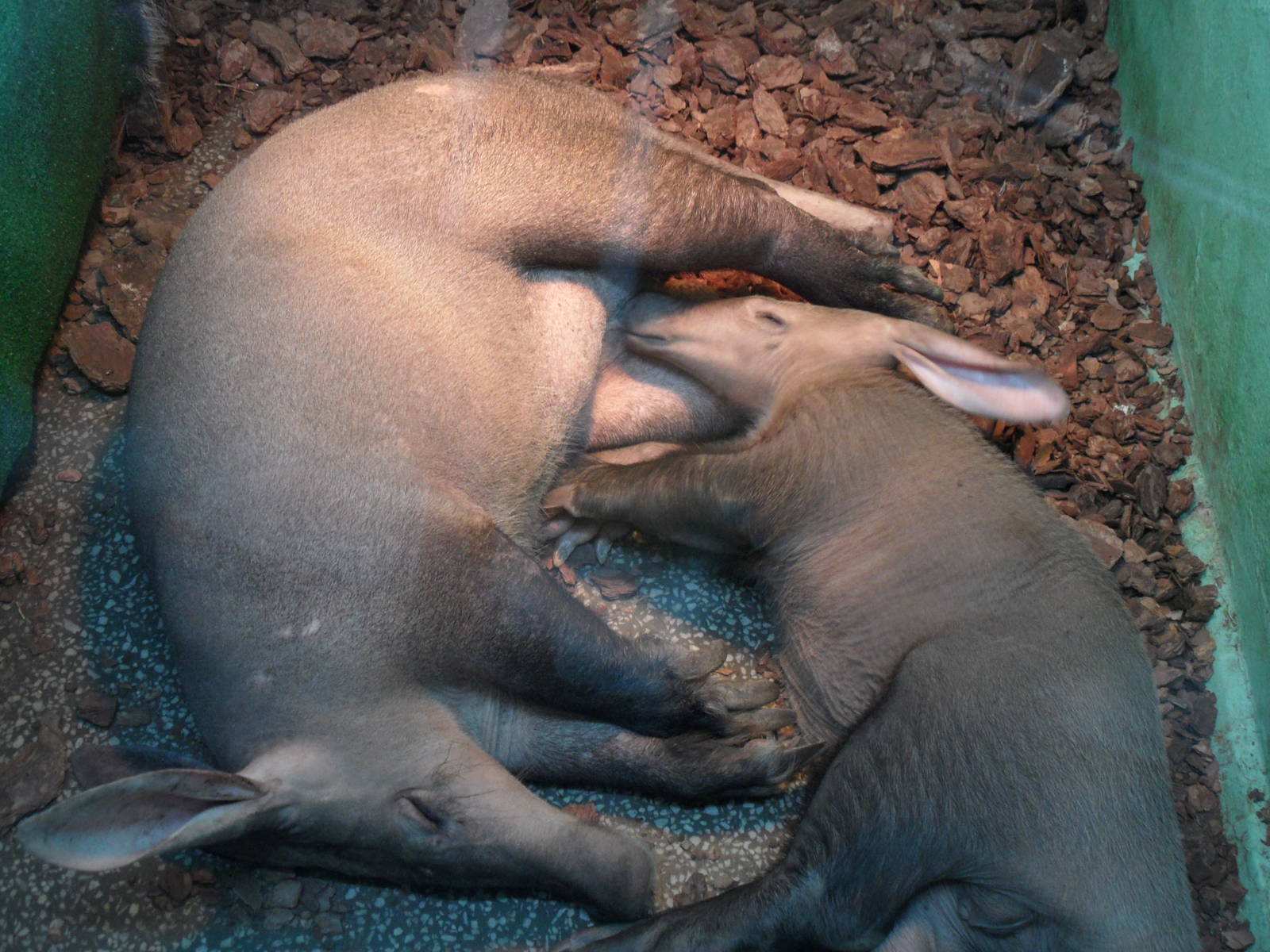 Aadrvarks, mother and calf