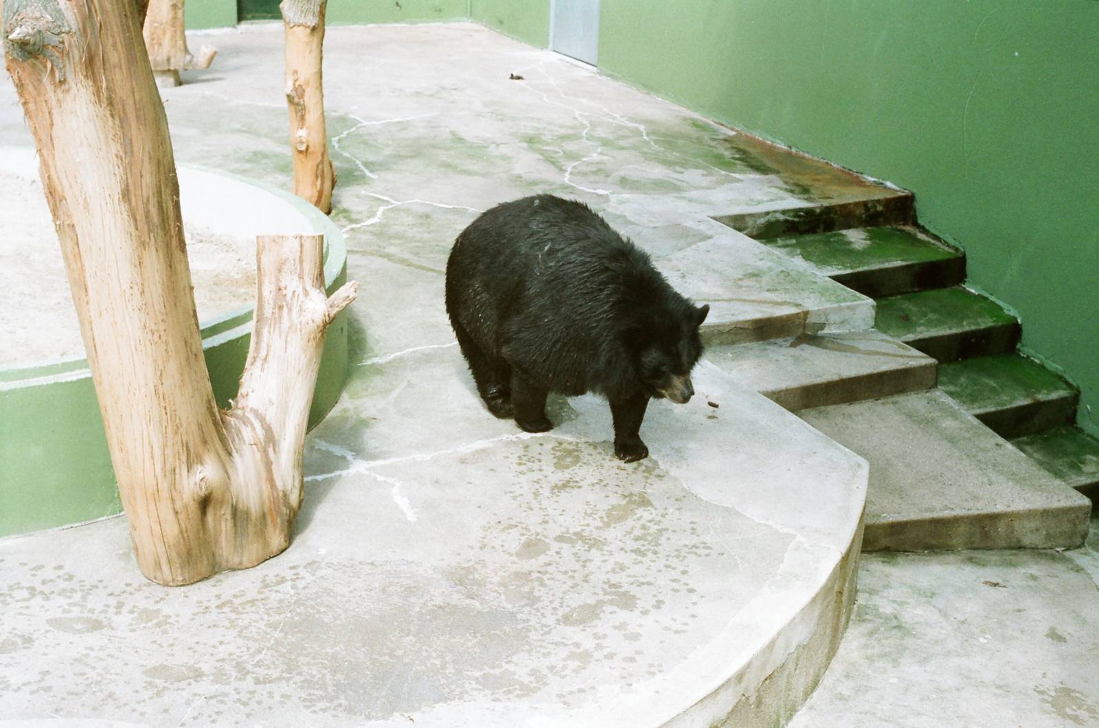 Aalborg Zoo 1986 - Asiatic Black Bear
