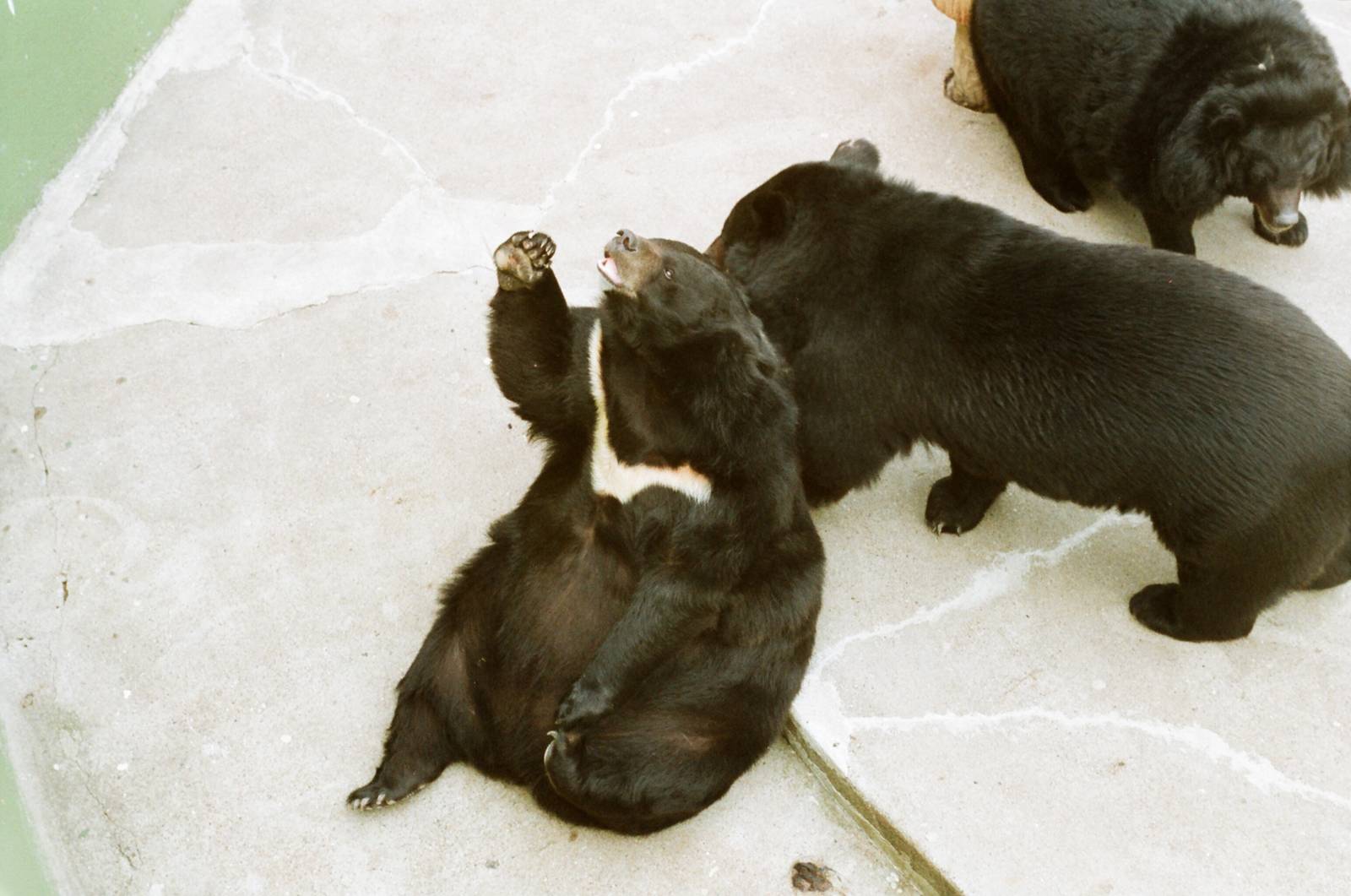 Aalborg Zoo 1986 - Asiatic Black Bears
