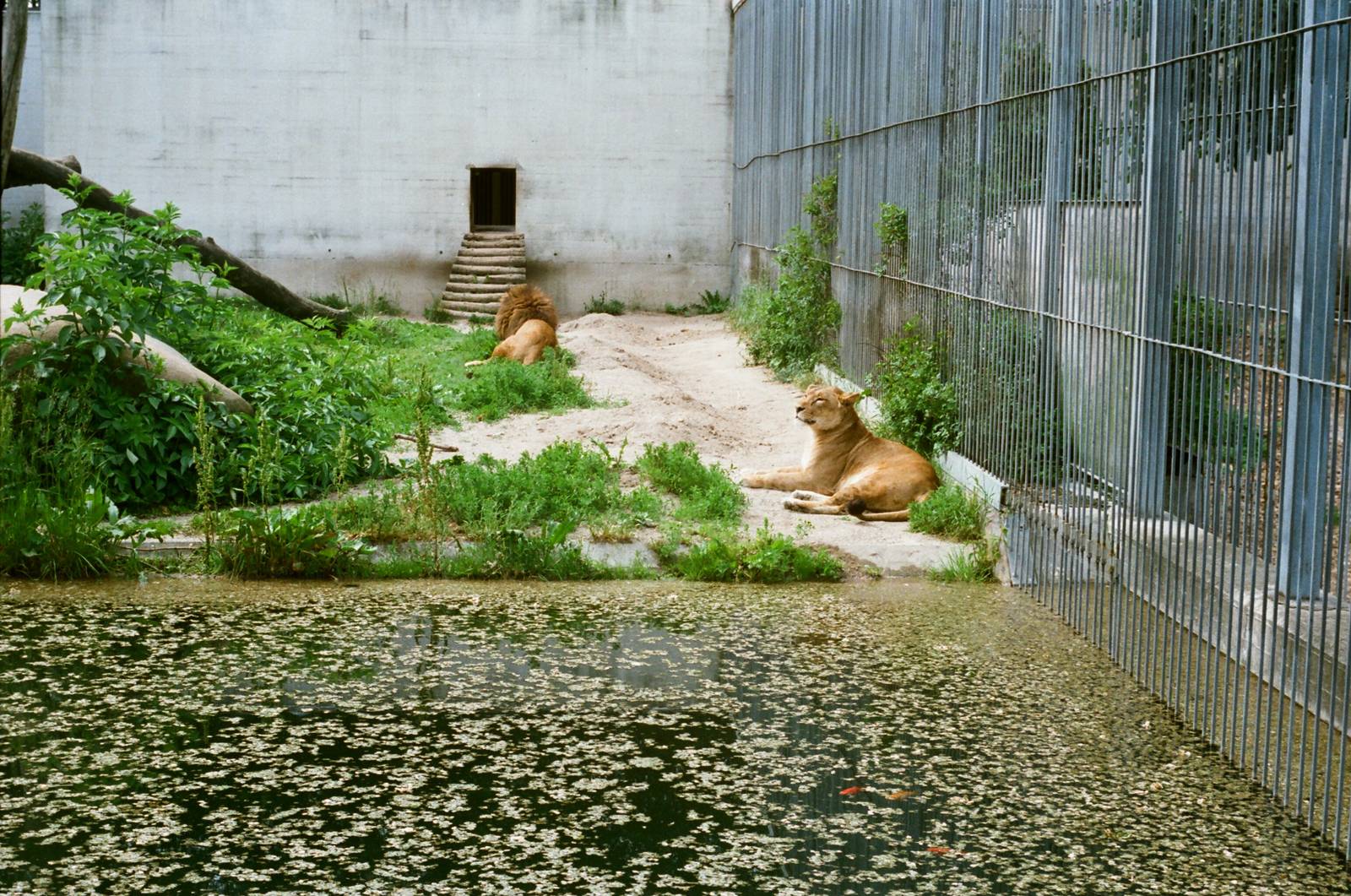 Aalborg Zoo 1986 - Asiatic Lion exhibit