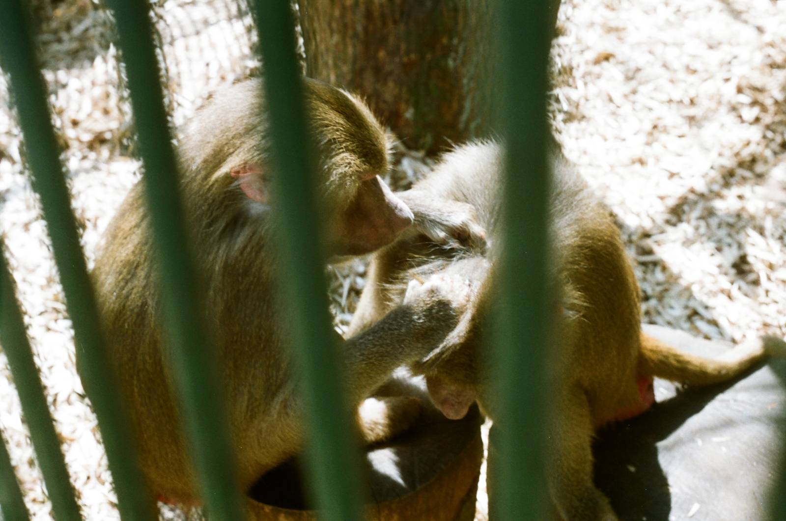 Aalborg Zoo 1986 - Baboons