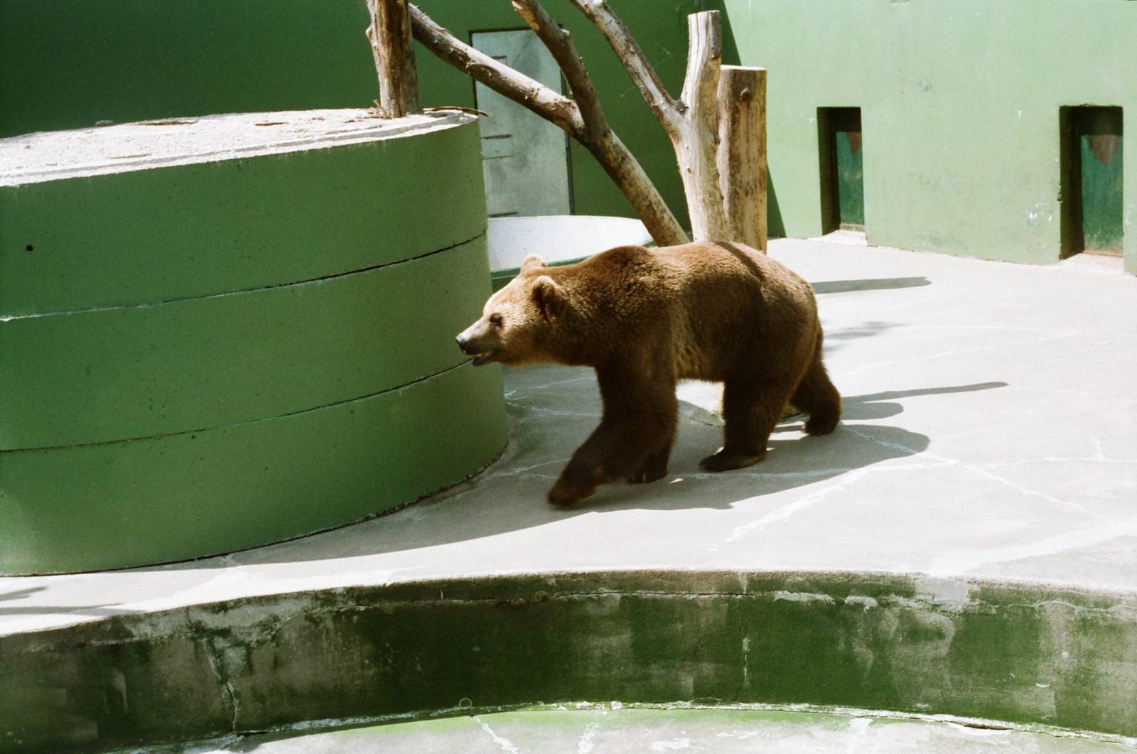 Aalborg Zoo 1986 - Brown Bear