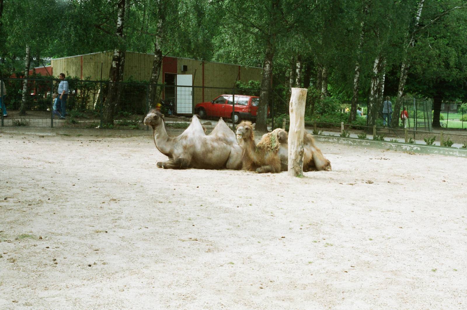 Aalborg Zoo 1986 - Camel enclosure