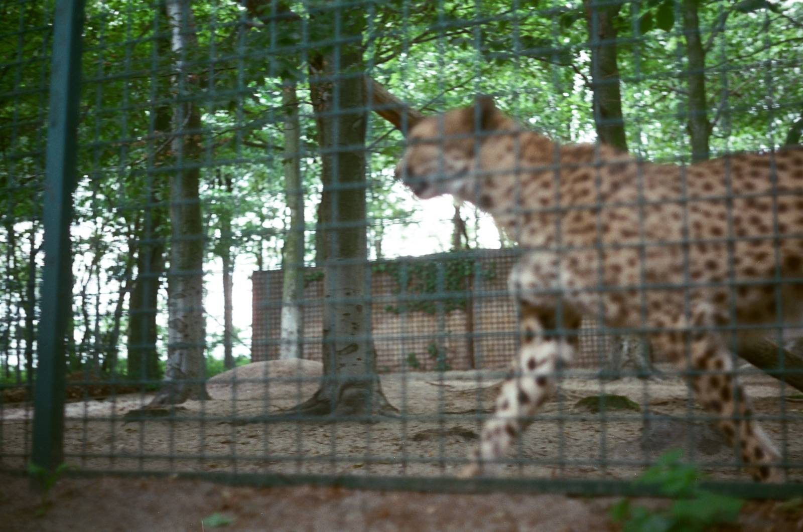 Aalborg Zoo 1986 - Cheetah