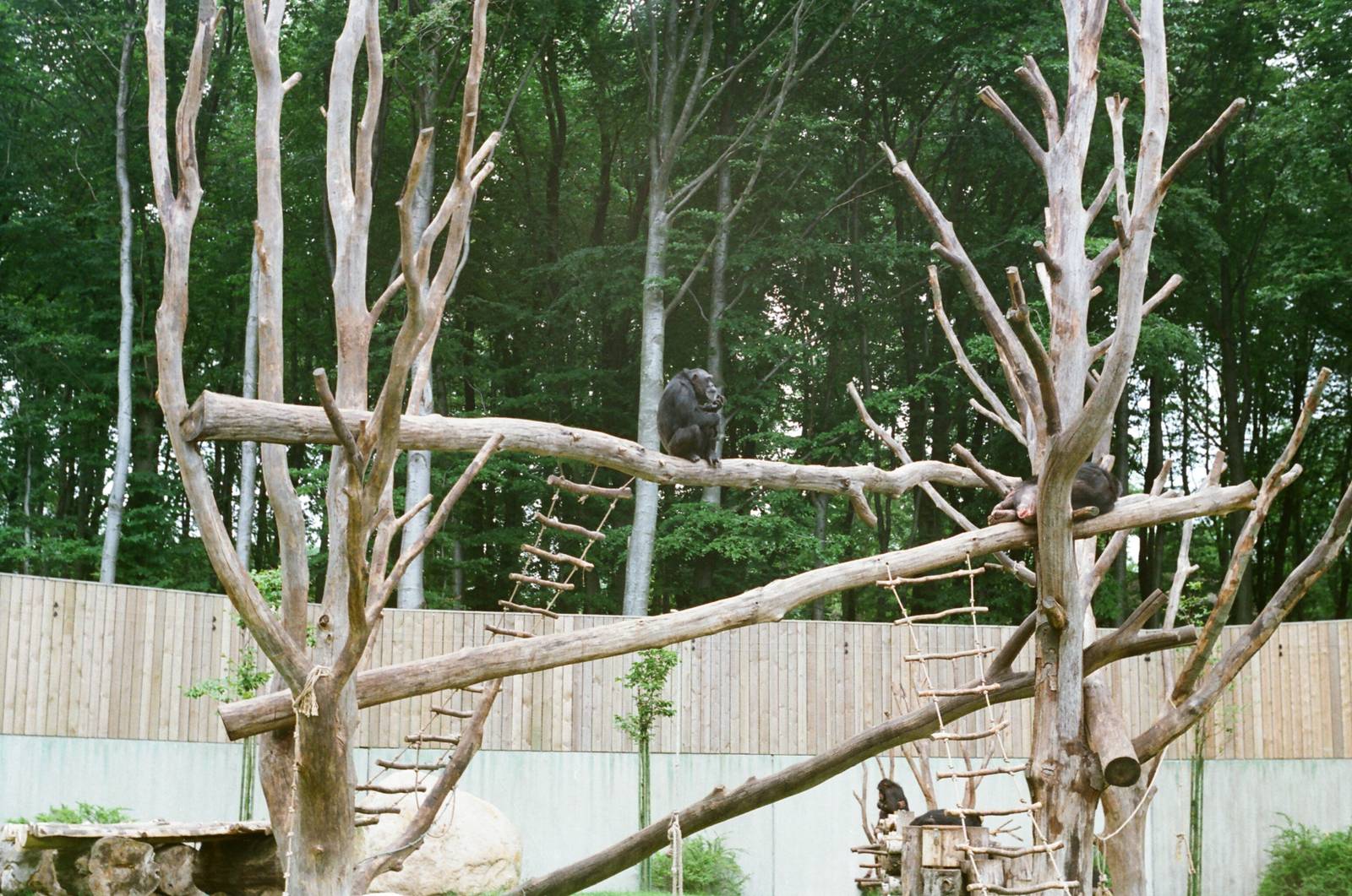 Aalborg Zoo 1986 - Chimpanzee exhibit