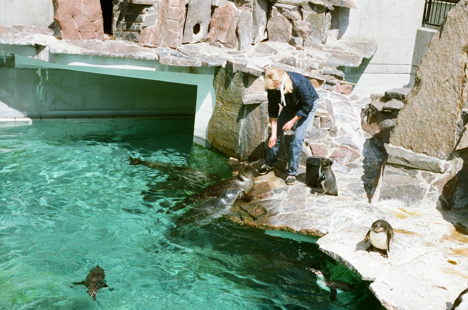 Aalborg Zoo 1986 - Common Seal and Humboldt Penguin feeding