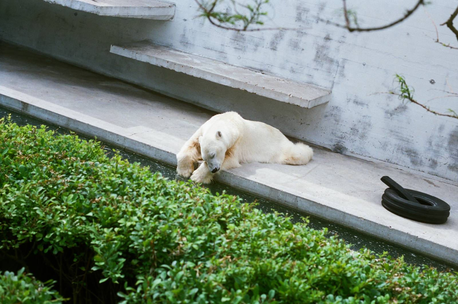 Aalborg Zoo 1986 - First Polar Bear exhibit