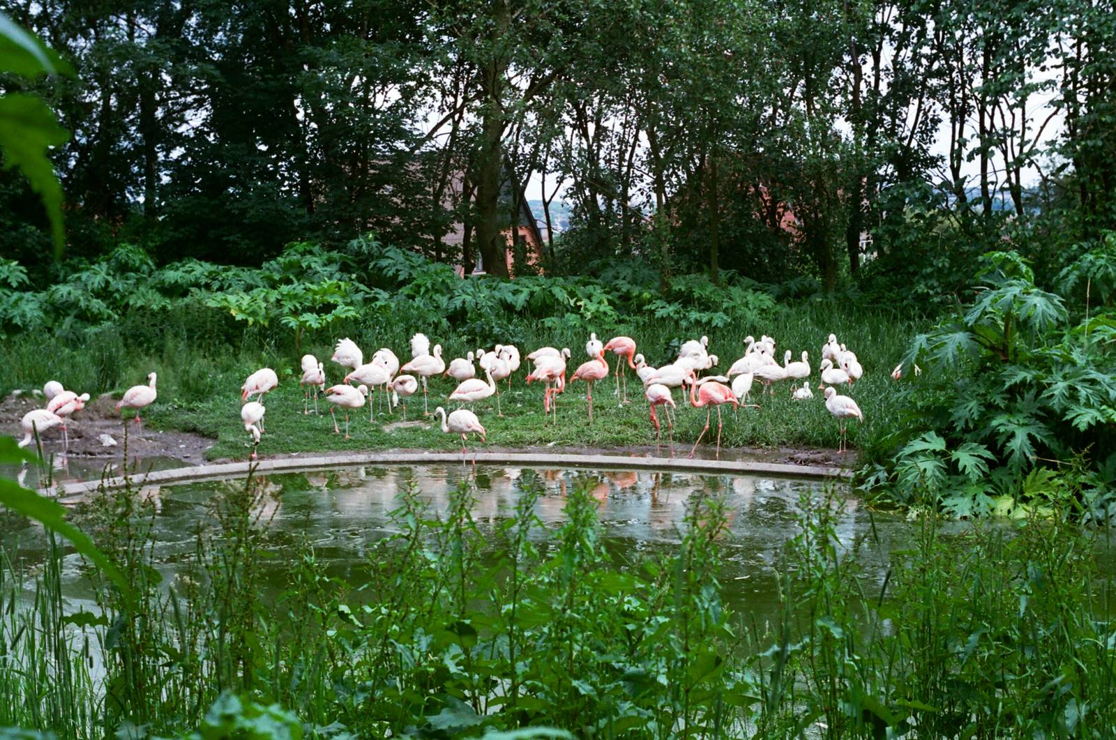 Aalborg Zoo 1986 - Flamingos